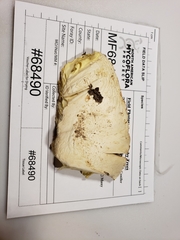 Amanita rhopalopus