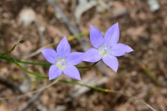 Wahlenbergia
