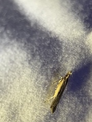 Elasmopalpus lignosella