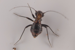 Bertkauia crosbyana