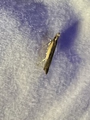 Elasmopalpus lignosella