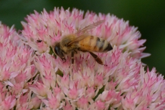 Apis mellifera