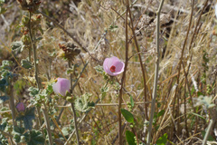 Malacothamnus enigmaticus