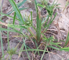 Cyperus compressus