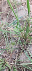 Cyperus compressus