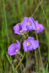 Swainsona procumbens