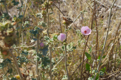 Malacothamnus enigmaticus