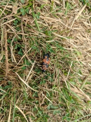 Nicrophorus hebes