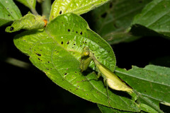 Acontista aurantiaca
