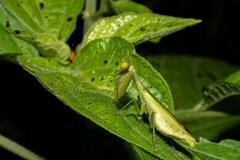 Acontista aurantiaca