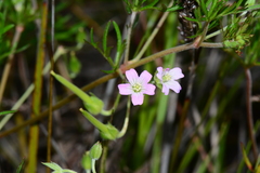 Geranium retrorsum