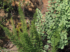 Cheilanthes hirta
