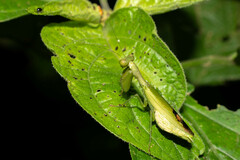 Acontista aurantiaca