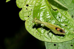 Acontista aurantiaca