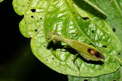 Acontista aurantiaca