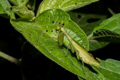 Acontista aurantiaca