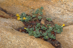 Ericameria cuneata macrocephala
