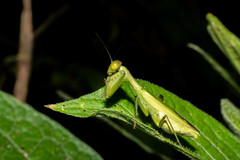 Acontista aurantiaca