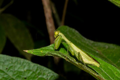 Acontista aurantiaca