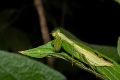 Acontista aurantiaca