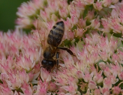 Apis mellifera