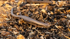 Panaspis wahlbergii