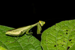 Acontista aurantiaca