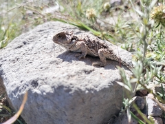 Phrynosoma orbiculare