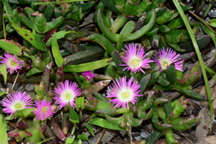 Carpobrotus modestus