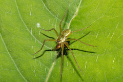 Thaumasia