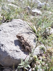 Phrynosoma orbiculare