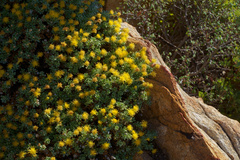 Ericameria cuneata macrocephala