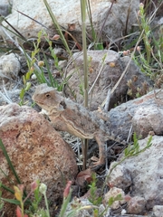 Phrynosoma orbiculare