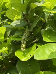 Coccoloba barbadensis