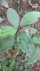 Miconia pusilliflora