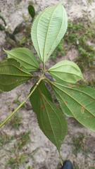 Miconia pusilliflora