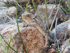 Phrynosoma orbiculare