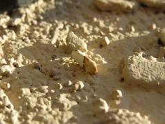 Ponometia elegantula