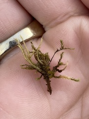 Brachythecium albicans