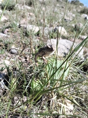 Phrynosoma orbiculare