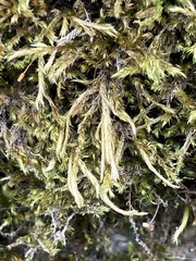 Brachythecium albicans