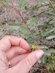 Hermannia althaeoides