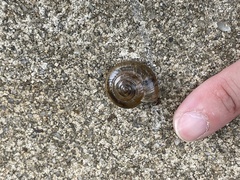 Macrochlamys hippocastaneum