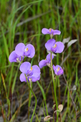 Swainsona procumbens