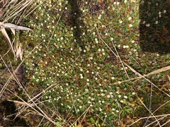 Paepalanthus