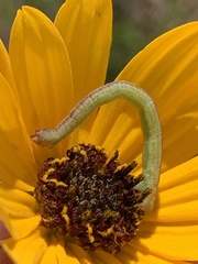 Chlorochlamys chloroleucaria