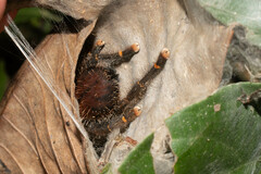 Avicularia