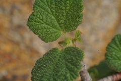 Ribes indecorum