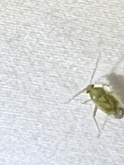 Taylorilygus apicalis