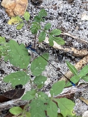 Nehalennia pallidula